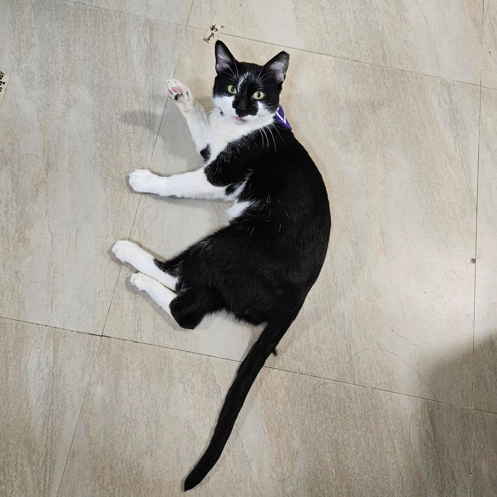 Joker, Adoptable, Adult Male Domestic Short Hair.