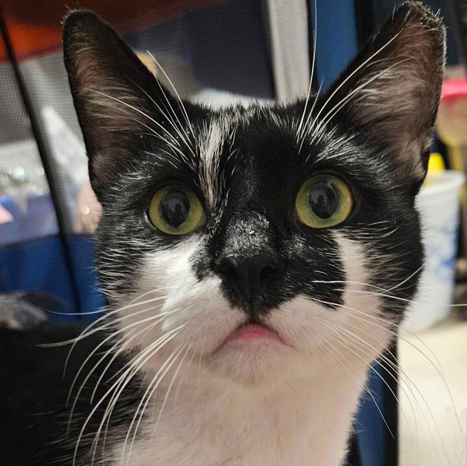 Joker, a Adoptable Domestic Short Hair in Brooklyn, NY image 3/3