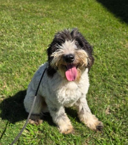 Enlarge Bryson, an adopted mixed breed in philadelphia, PA image 1/5