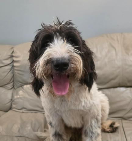 Enlarge Bryson, an adopted mixed breed in philadelphia, PA image 3/5