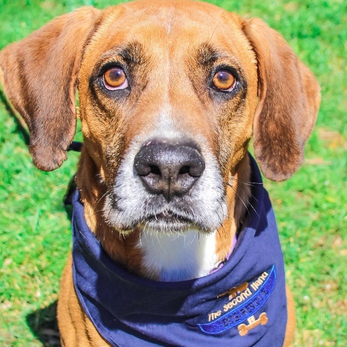 Sambo, a Adoptable Vizsla in Rochester, NY image 2/6