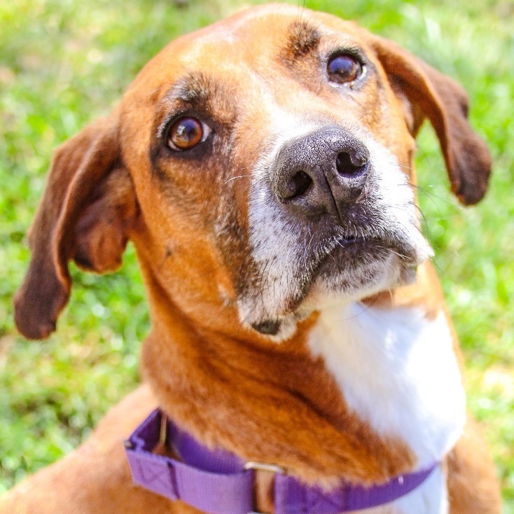 Sambo, a Adoptable Vizsla in Rochester, NY image 3/6