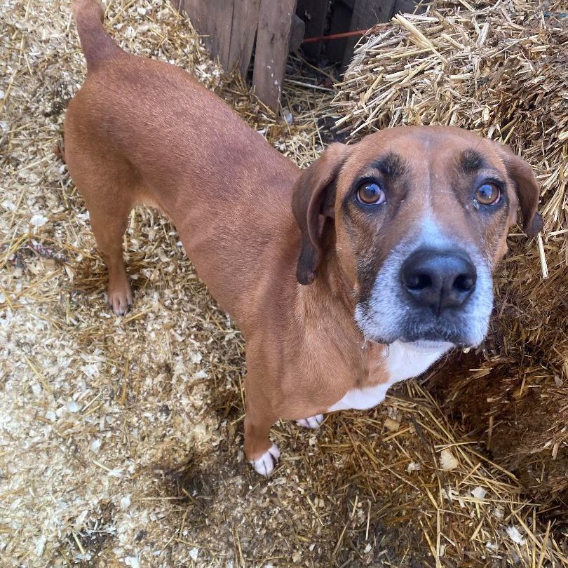 Sambo, a Adoptable Vizsla in Rochester, NY image 4/6