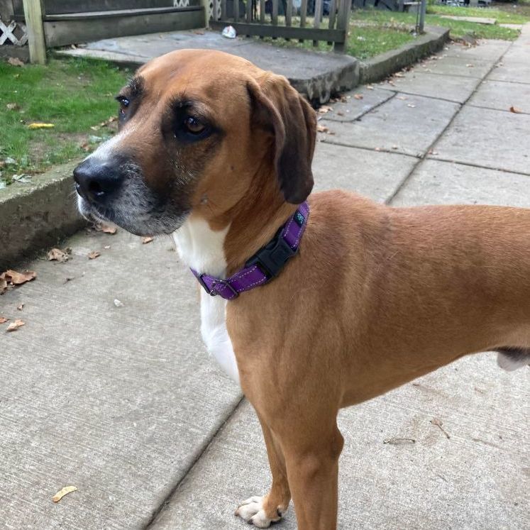 Sambo, a Adoptable Vizsla in Rochester, NY image 5/6