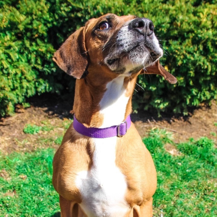 Sambo, Adult Male Vizsla