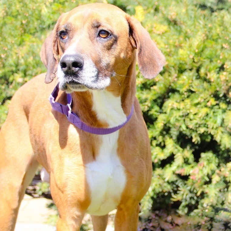 Sambo, a Adoptable Vizsla in Rochester, NY image 6/6