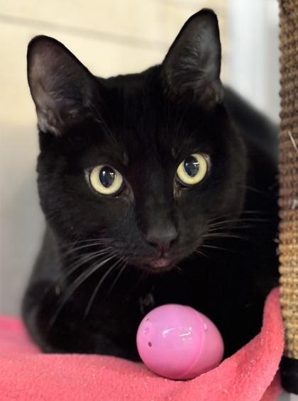 Enlarge Loki, a Adoptable mixed breed in Fort Worth, TX image 1/3