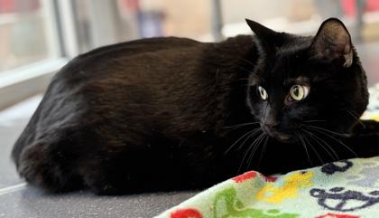 Loki, Adoptable, Adult Male Domestic Short Hair & Domestic Short Hair.