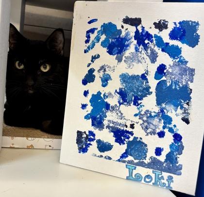 Enlarge Loki, a Adoptable mixed breed in Fort Worth, TX image 2/3