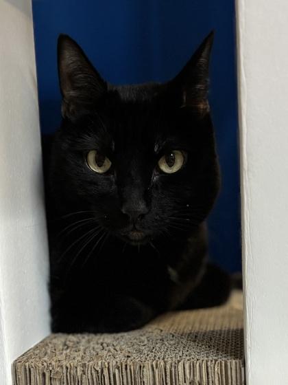 Enlarge Loki, a Adoptable mixed breed in Fort Worth, TX image 3/3