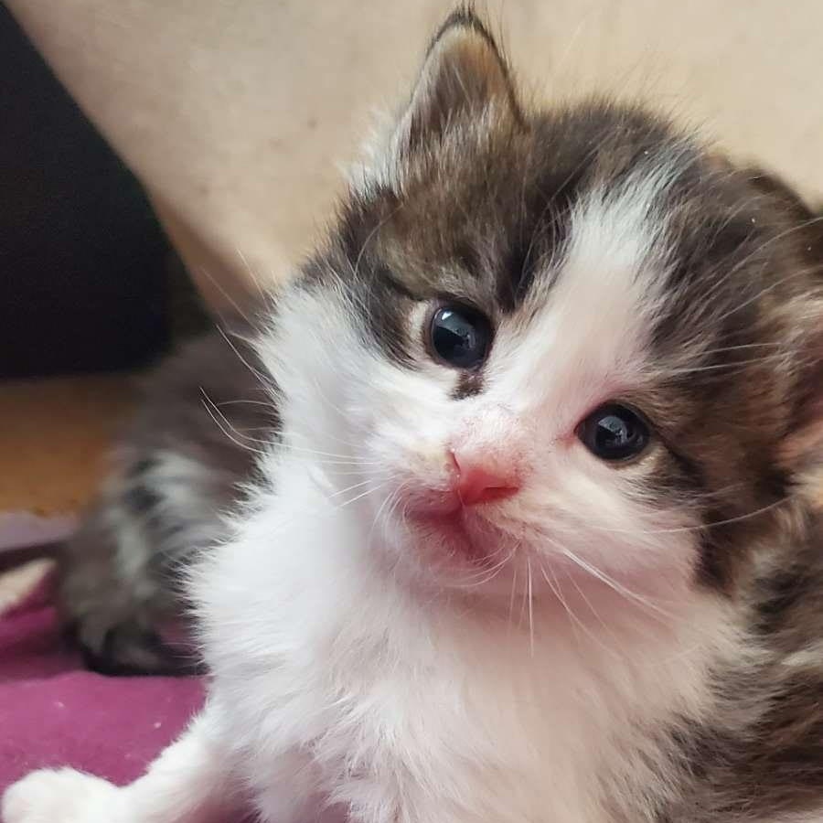 Tomato, ADOPTABLE, Kitten Male Domestic Medium Hair.