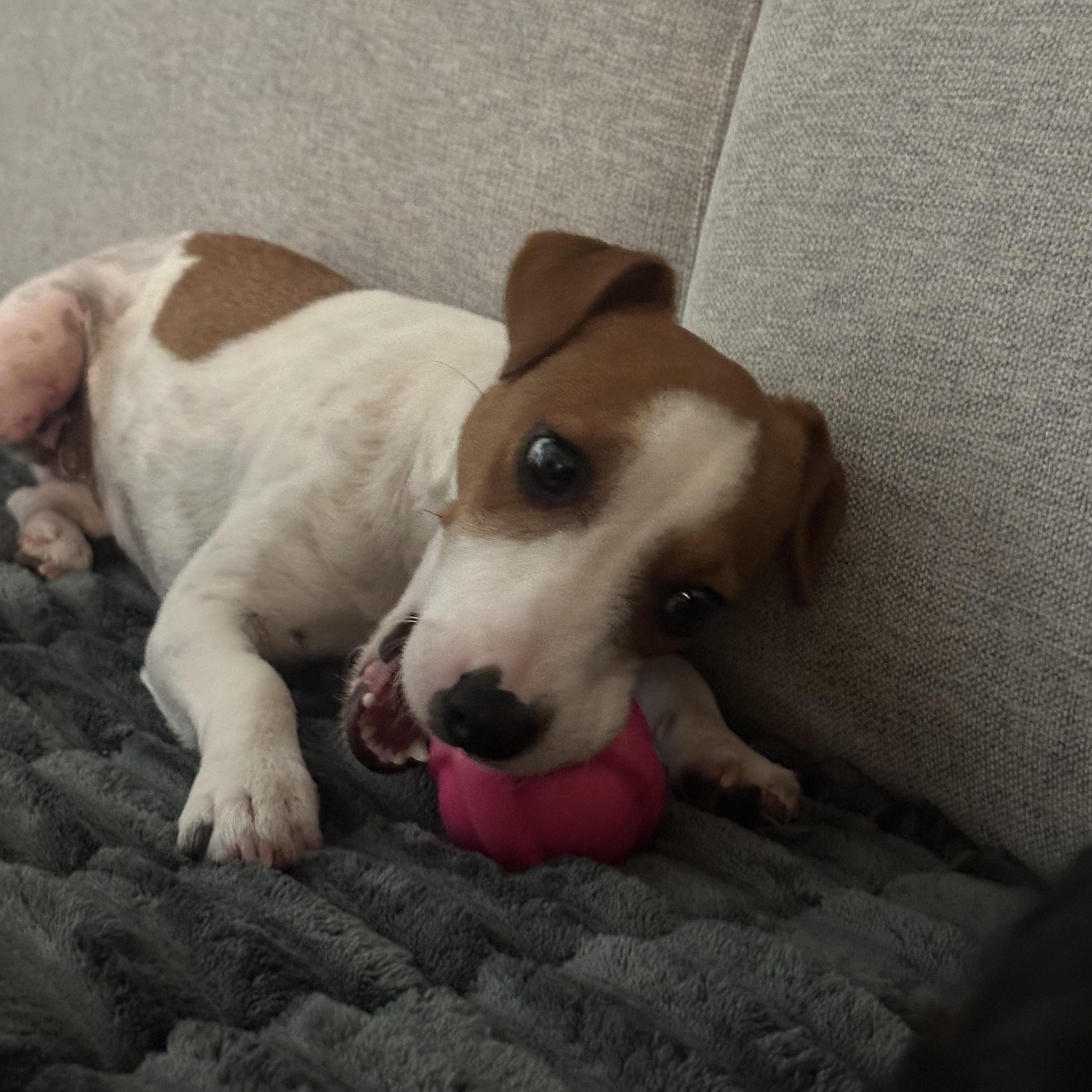 Lola, adopted, Young Female Jack Russell Terrier.