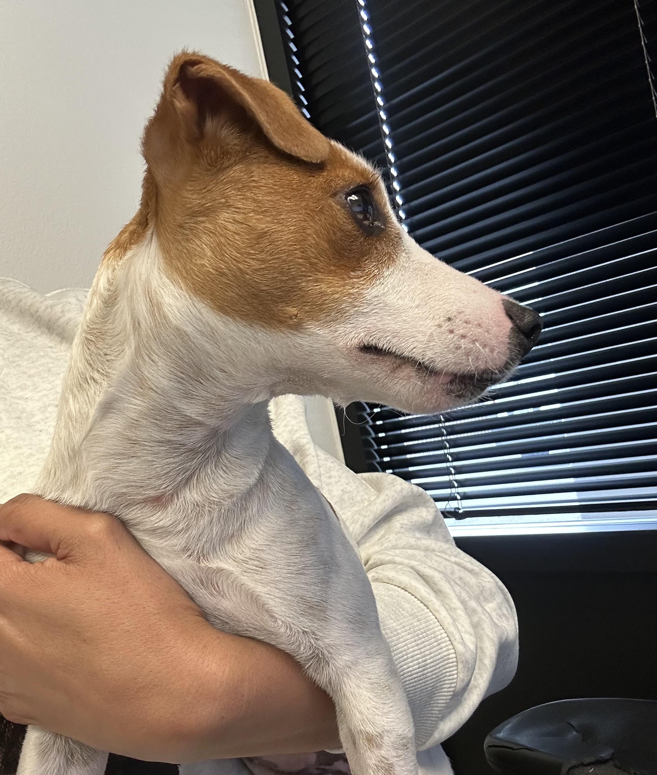 Lola, an adopted Jack Russell Terrier in Murrieta, CA image 3/3