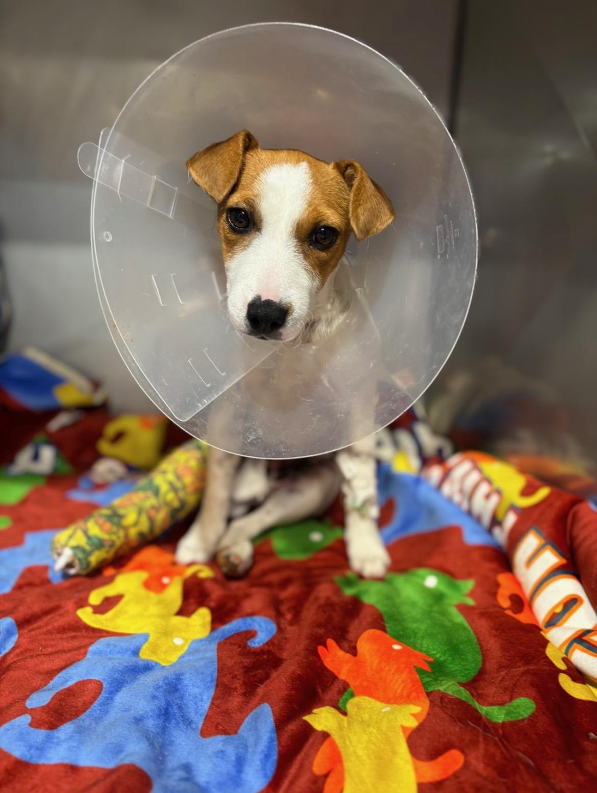 Lola, an adopted Jack Russell Terrier in Murrieta, CA image 2/3
