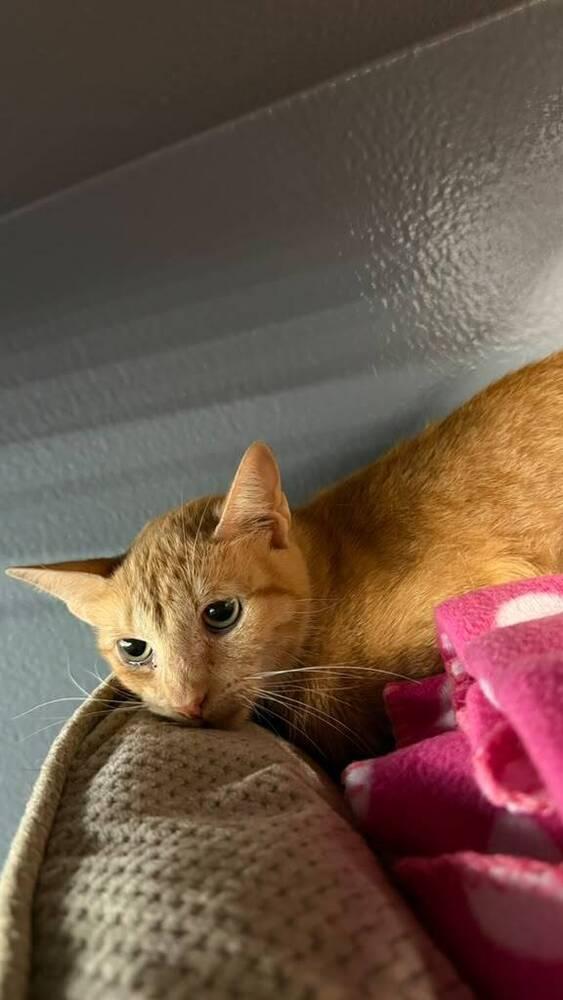 Buttercup, a Adoptable Domestic Short Hair in Orlando, FL image 1/4