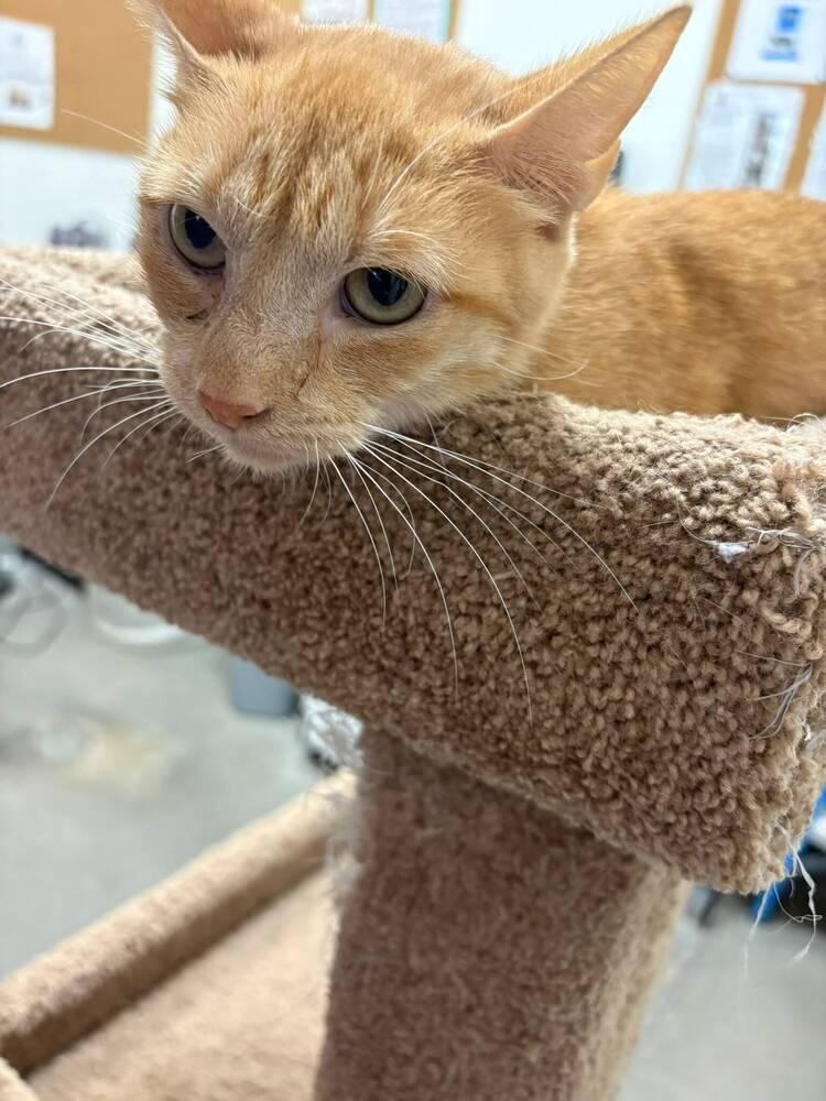 Buttercup, a Adoptable Domestic Short Hair in Orlando, FL image 2/4