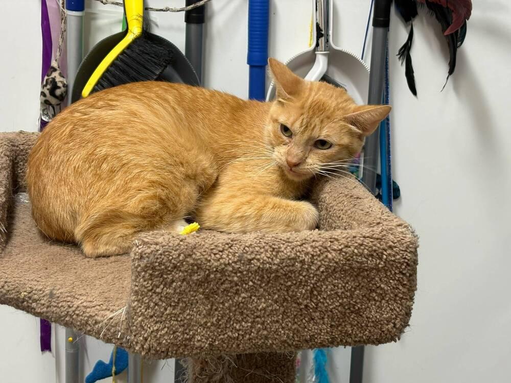 Buttercup, a Adoptable Domestic Short Hair in Orlando, FL image 3/4
