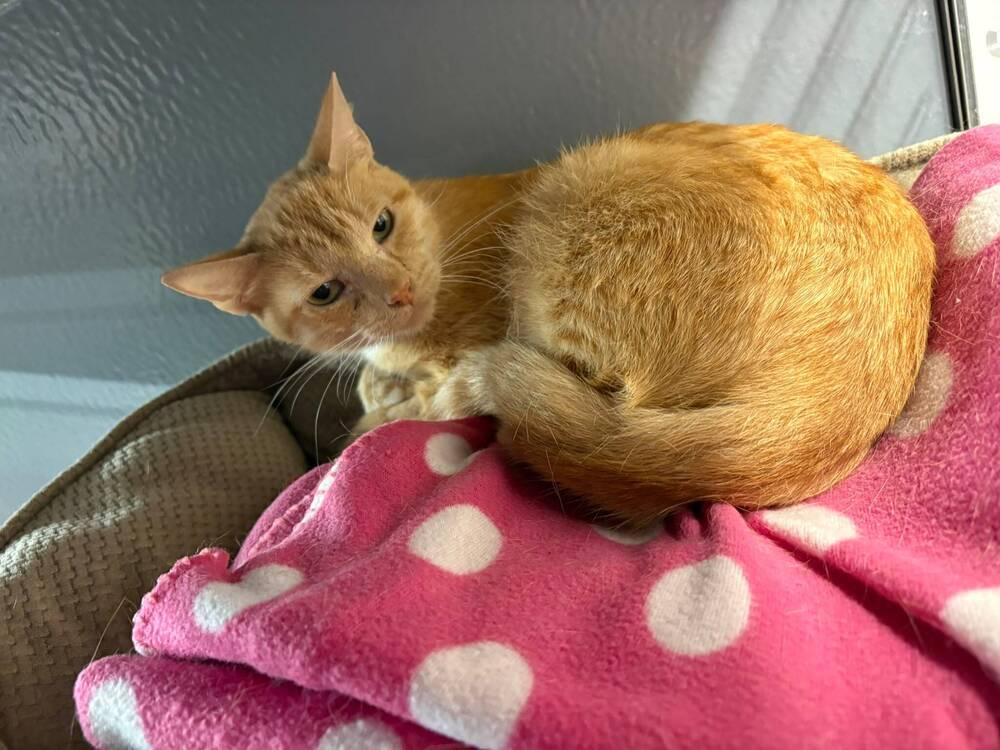 Buttercup, a Adoptable Domestic Short Hair in Orlando, FL image 4/4