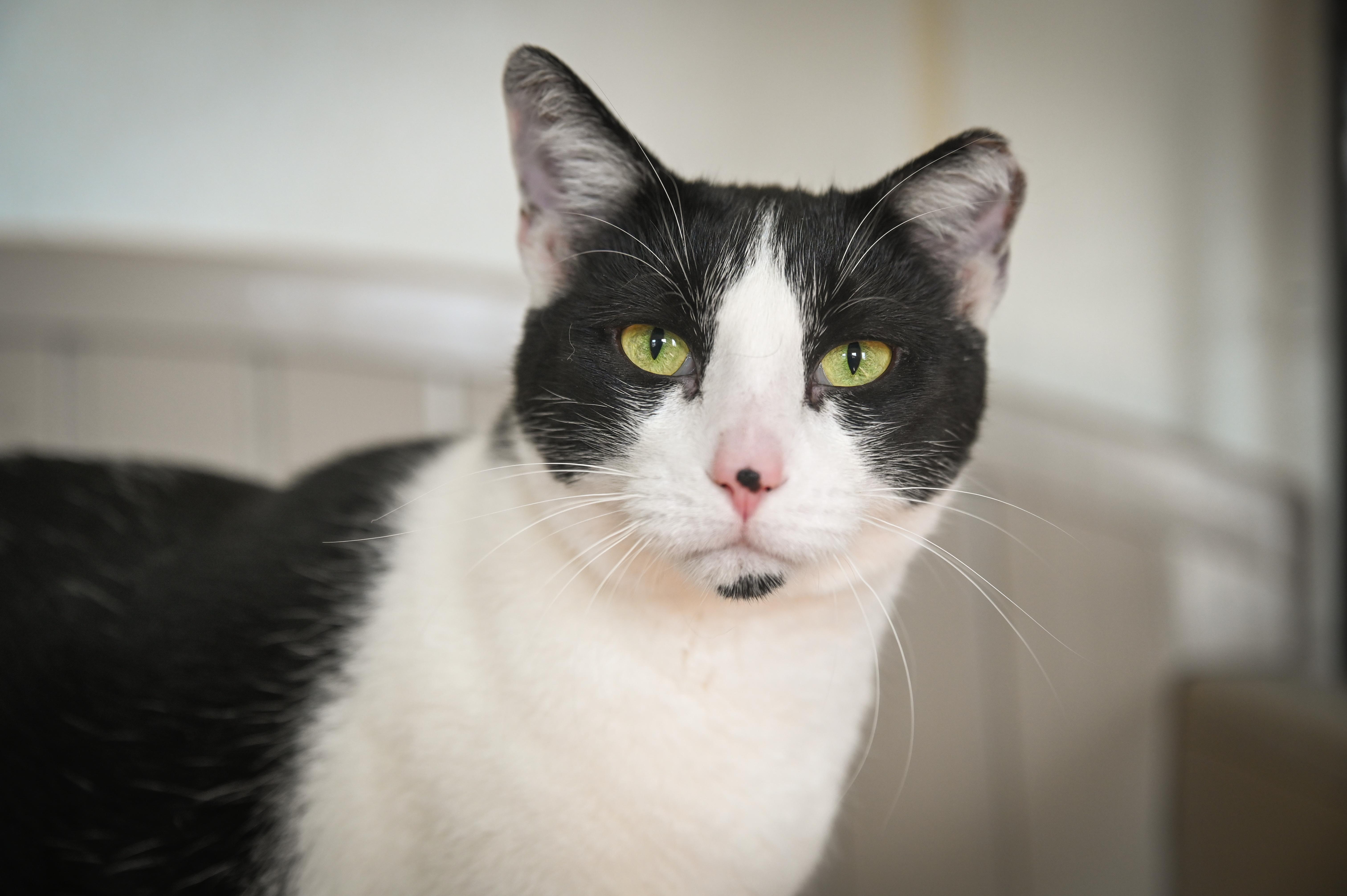 Enlarge Jim Beam, a Adoptable Domestic Short Hair in Decatur, IL image 1/4