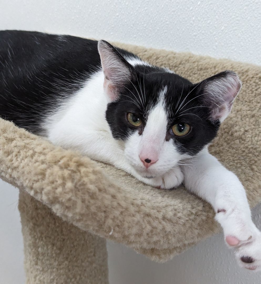 Enlarge Jim Beam, a Adoptable Domestic Short Hair in Decatur, IL image 2/3