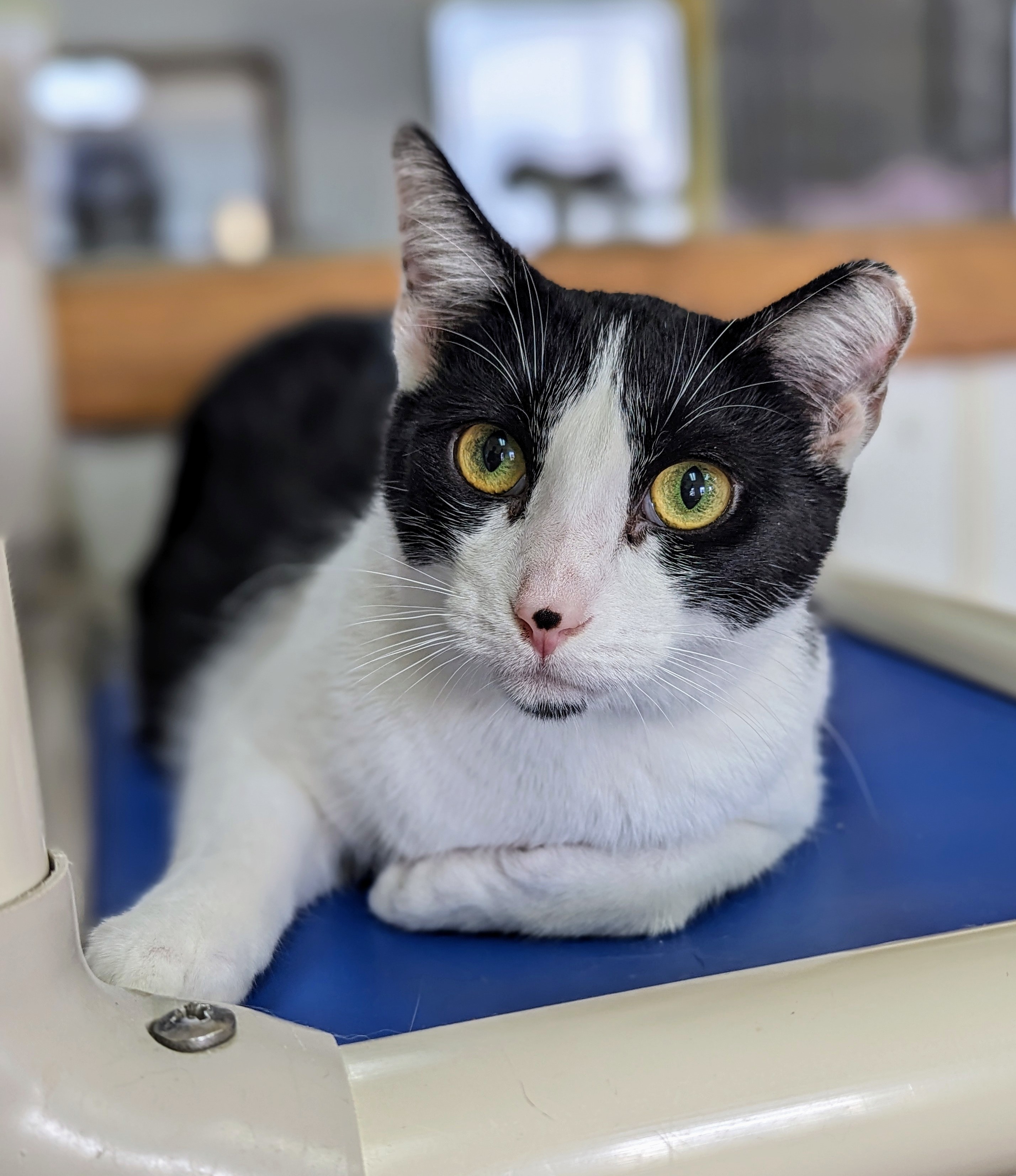 Jim Beam, Adoptable, Young Male Domestic Short Hair.