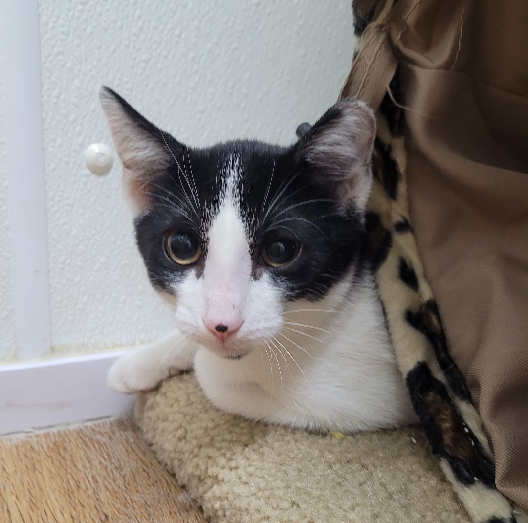 Enlarge Jim Beam, a Adoptable Domestic Short Hair in Decatur, IL image 3/3