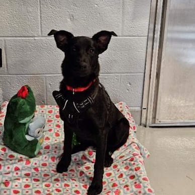 Grace, a ADOPTABLE mixed breed in North Abington Township, PA image 1/2