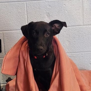 Grace, a ADOPTABLE mixed breed in North Abington Township, PA image 2/2