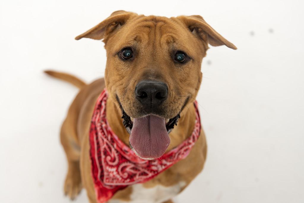Stetson, Adoptable, Adult Male American Staffordshire Terrier & Chow Chow.