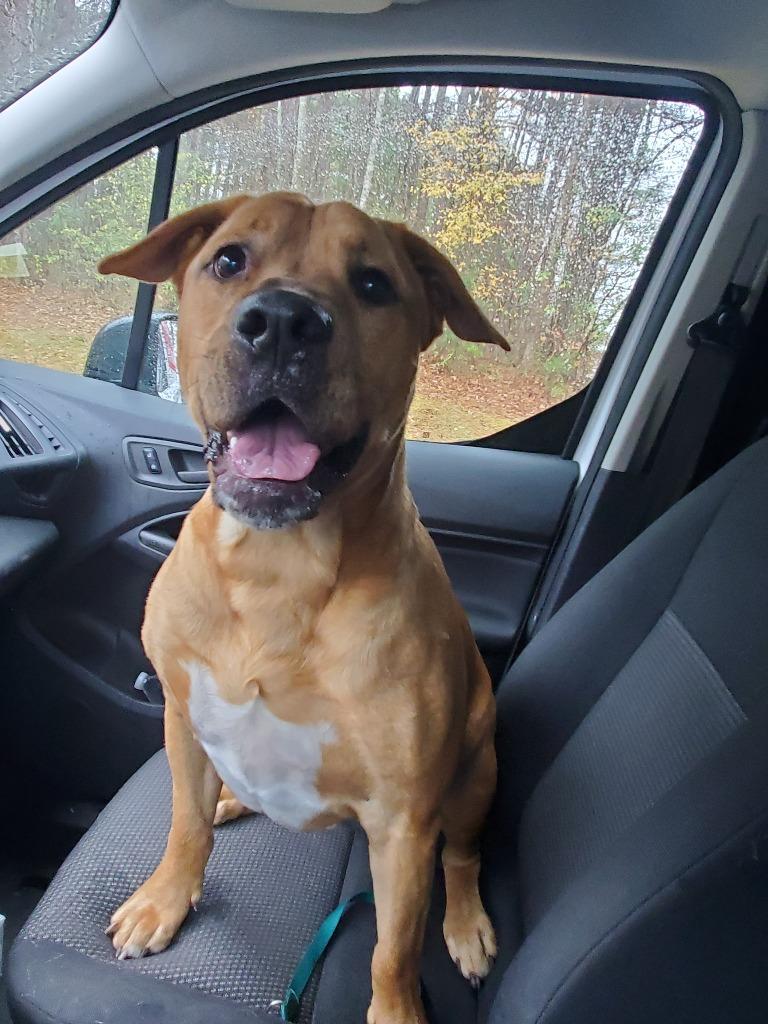 Enlarge Stetson, a Adoptable mixed breed in Madison, GA image 2/2