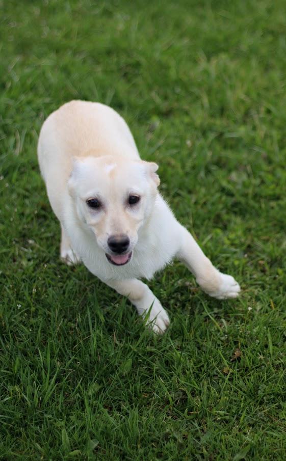 Fauna, an adopted mixed breed in Battle Creek, MI image 5/5