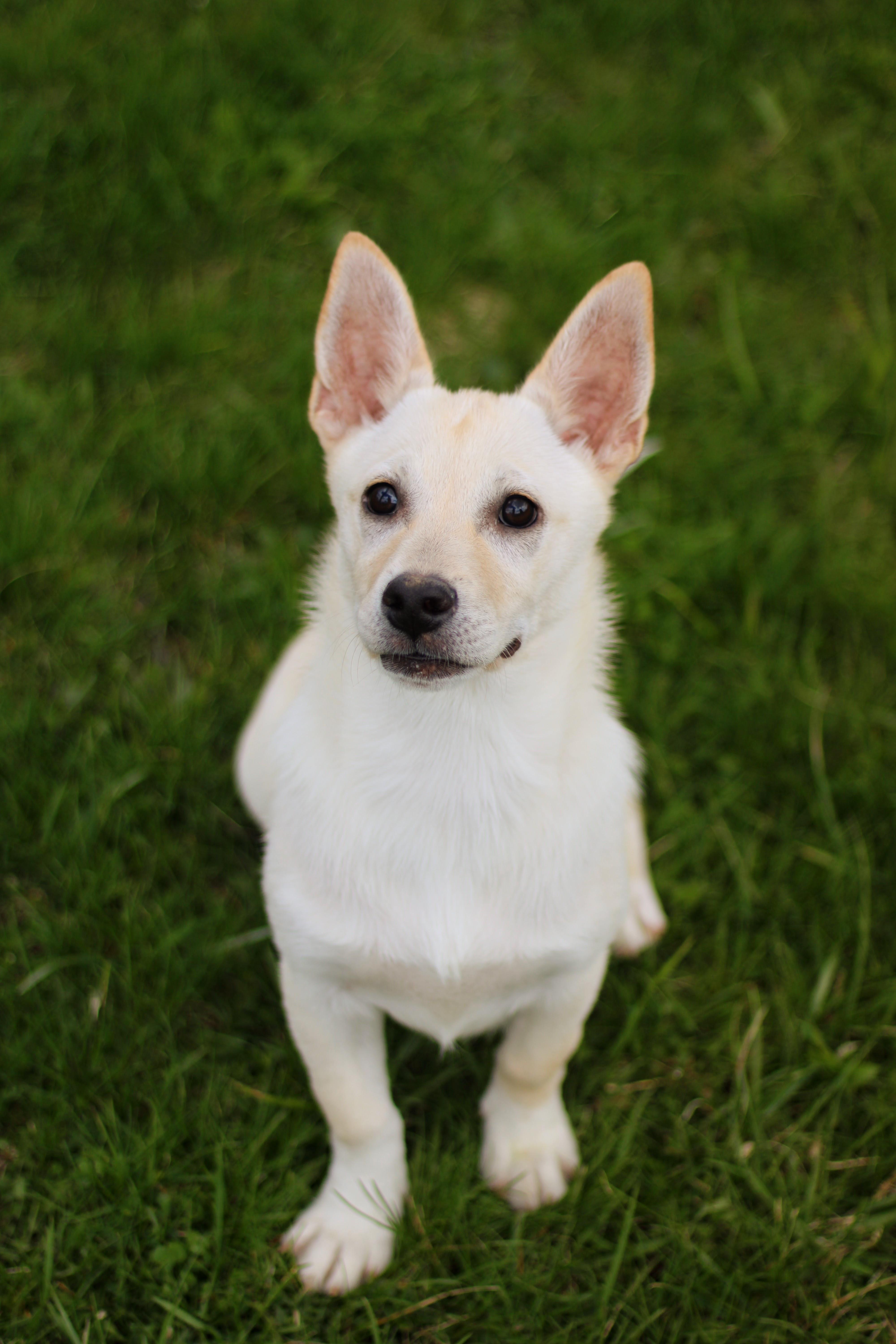 Fauna, an adopted mixed breed in Battle Creek, MI image 2/5