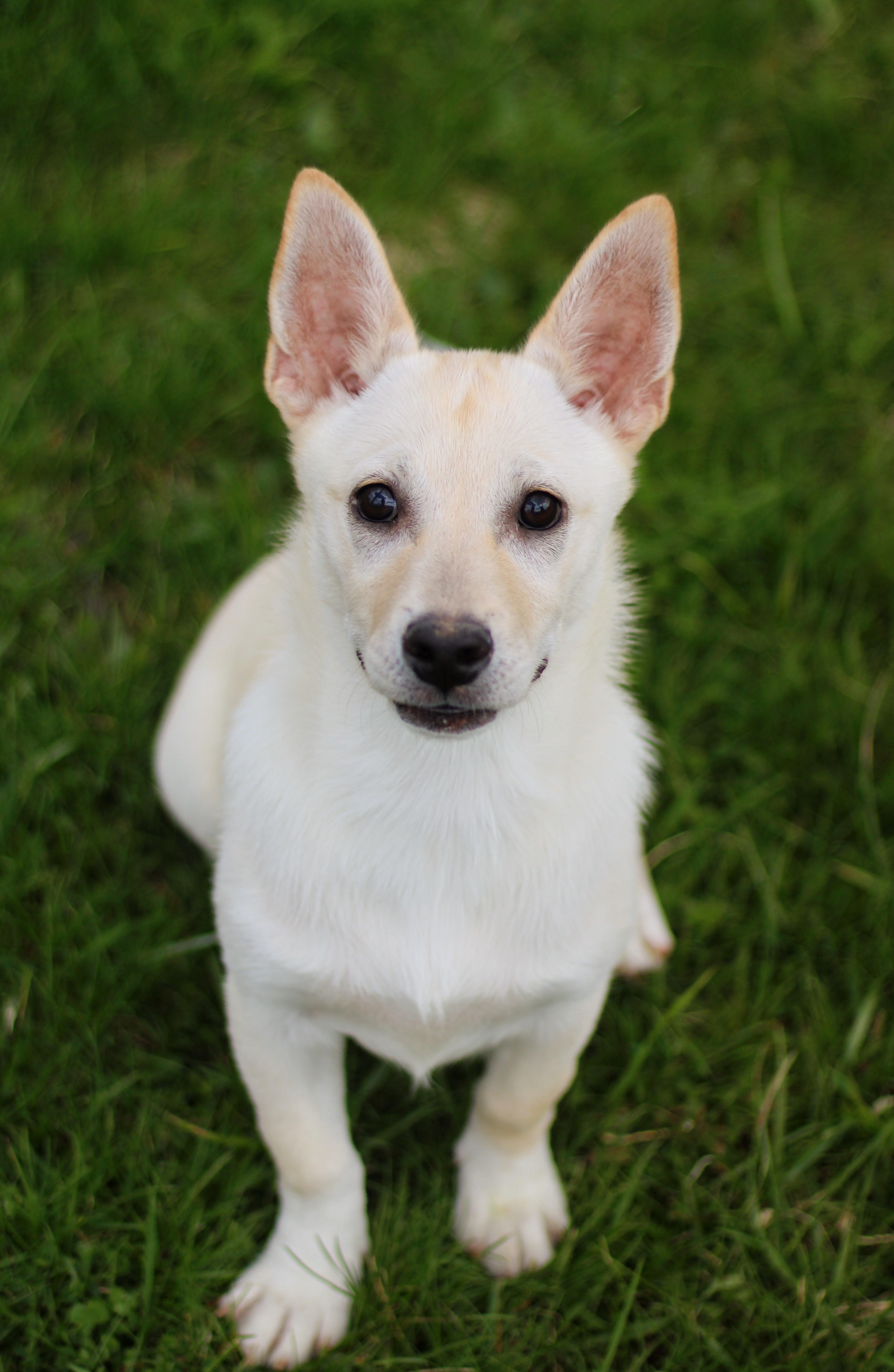 Fauna, adopted, Puppy Female Corgi & Chiweenie.