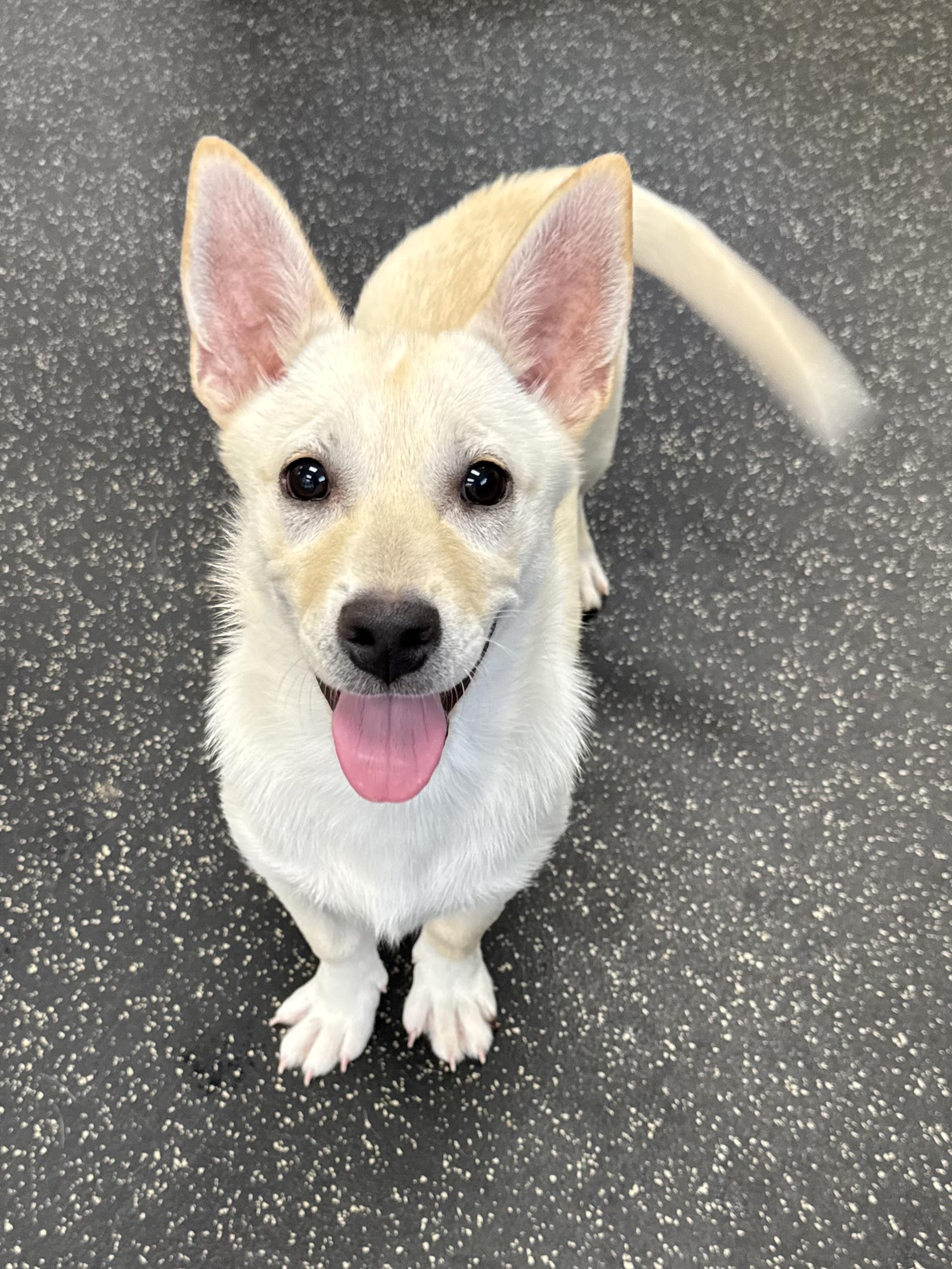 Fauna, an adopted mixed breed in Battle Creek, MI image 4/5
