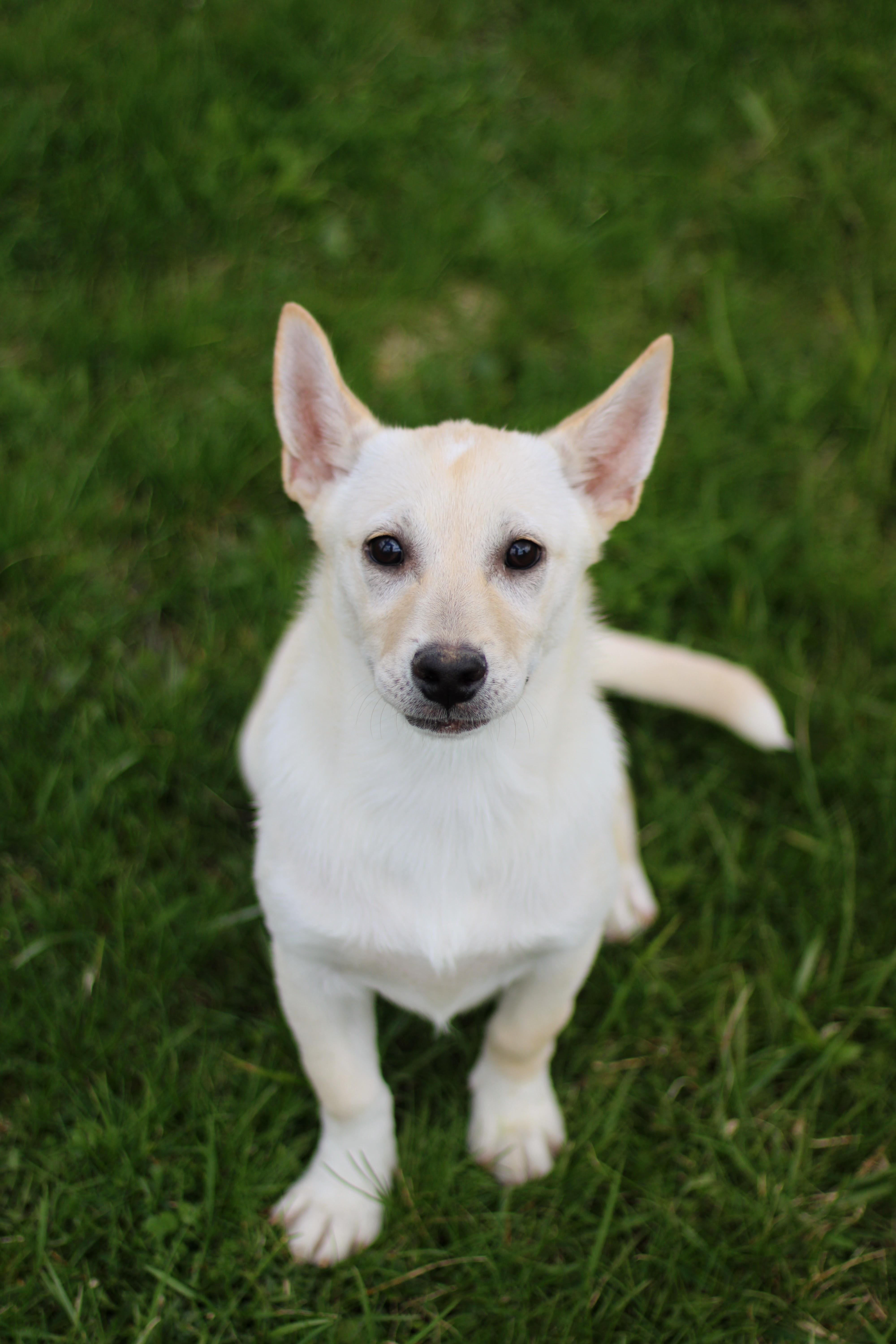 Fauna, an adopted mixed breed in Battle Creek, MI image 3/5