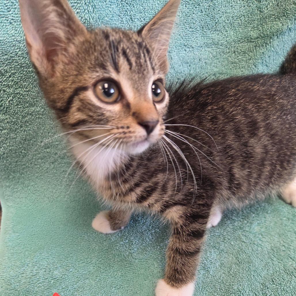 Wonton, Adoptable, Kitten Female Domestic Short Hair.