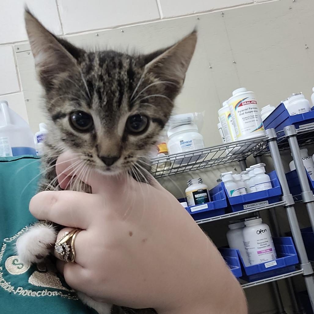Enlarge Wonton, a Adoptable Domestic Short Hair in Lake Panasoffkee, FL image 2/5