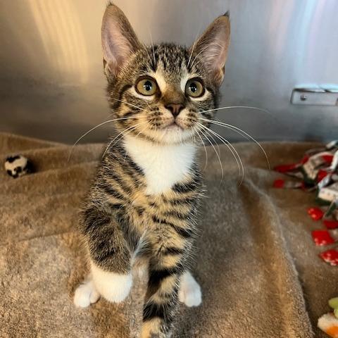 Enlarge Wonton, a Adoptable Domestic Short Hair in Lake Panasoffkee, FL image 3/5