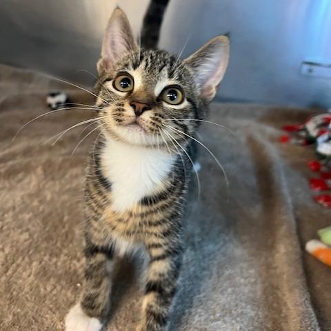 Enlarge Wonton, a Adoptable Domestic Short Hair in Lake Panasoffkee, FL image 4/5