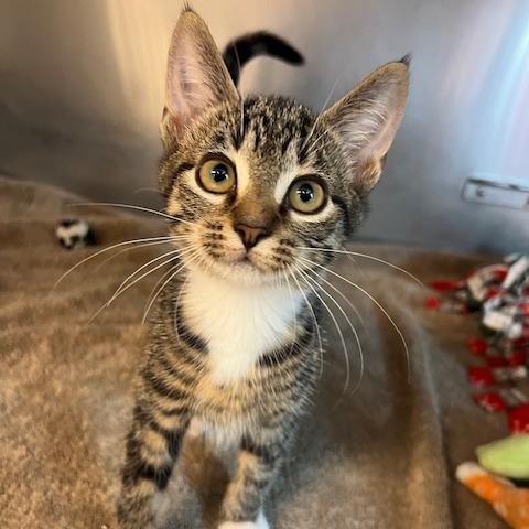 Enlarge Wonton, a Adoptable Domestic Short Hair in Lake Panasoffkee, FL image 5/5