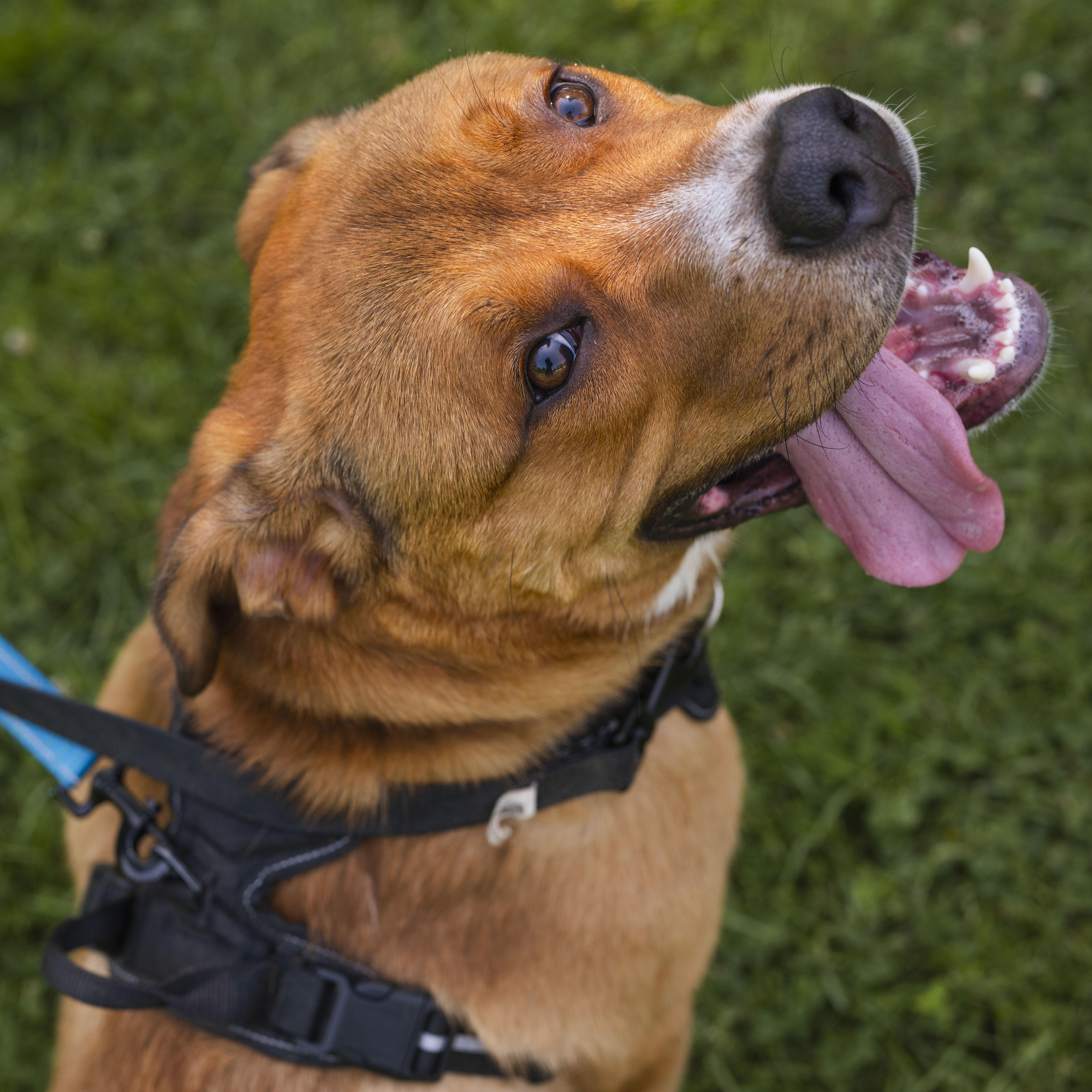 Kyle, a ADOPTABLE Mixed Breed in Mississauga, ON image 2/5