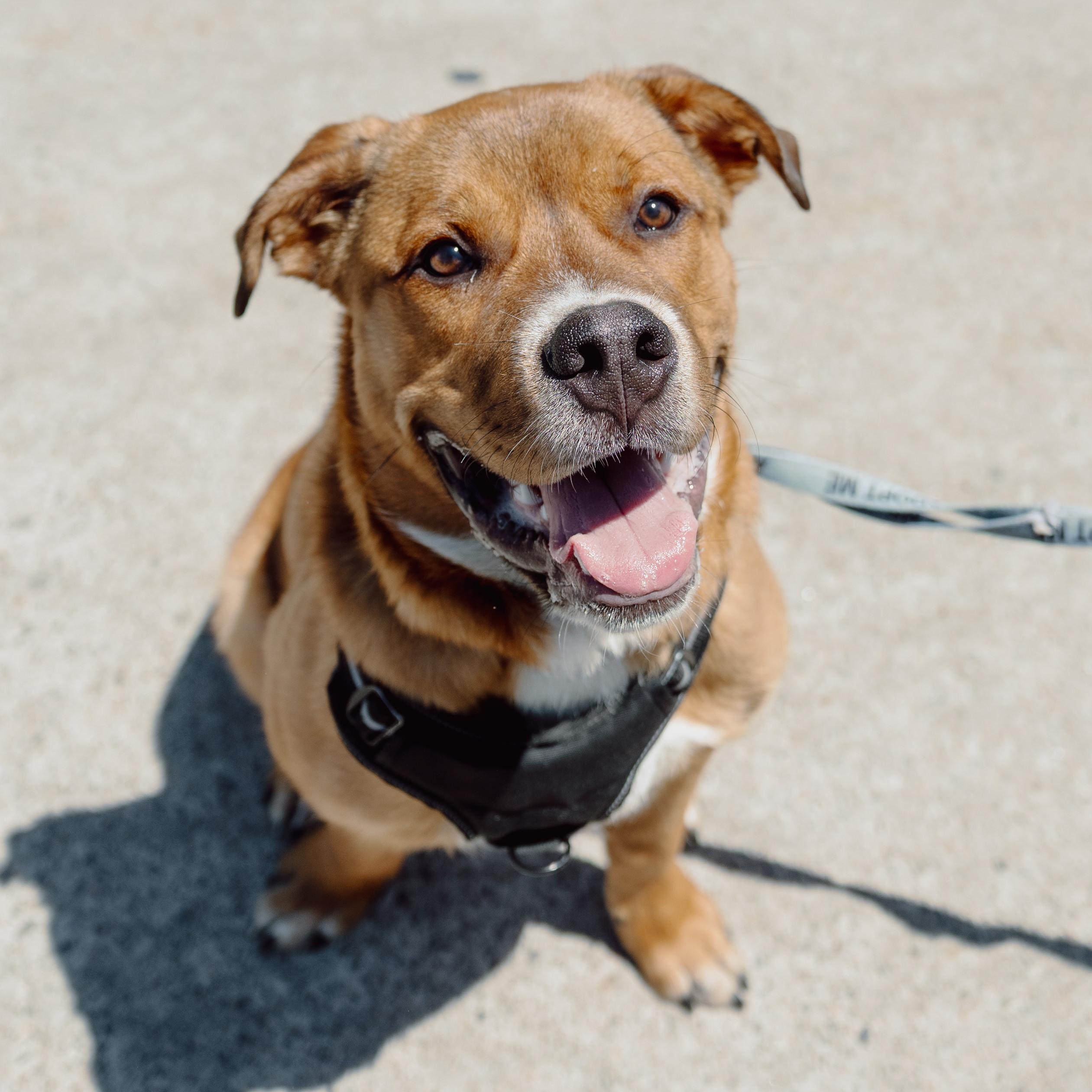 Kyle, a ADOPTABLE Mixed Breed in Mississauga, ON image 4/5