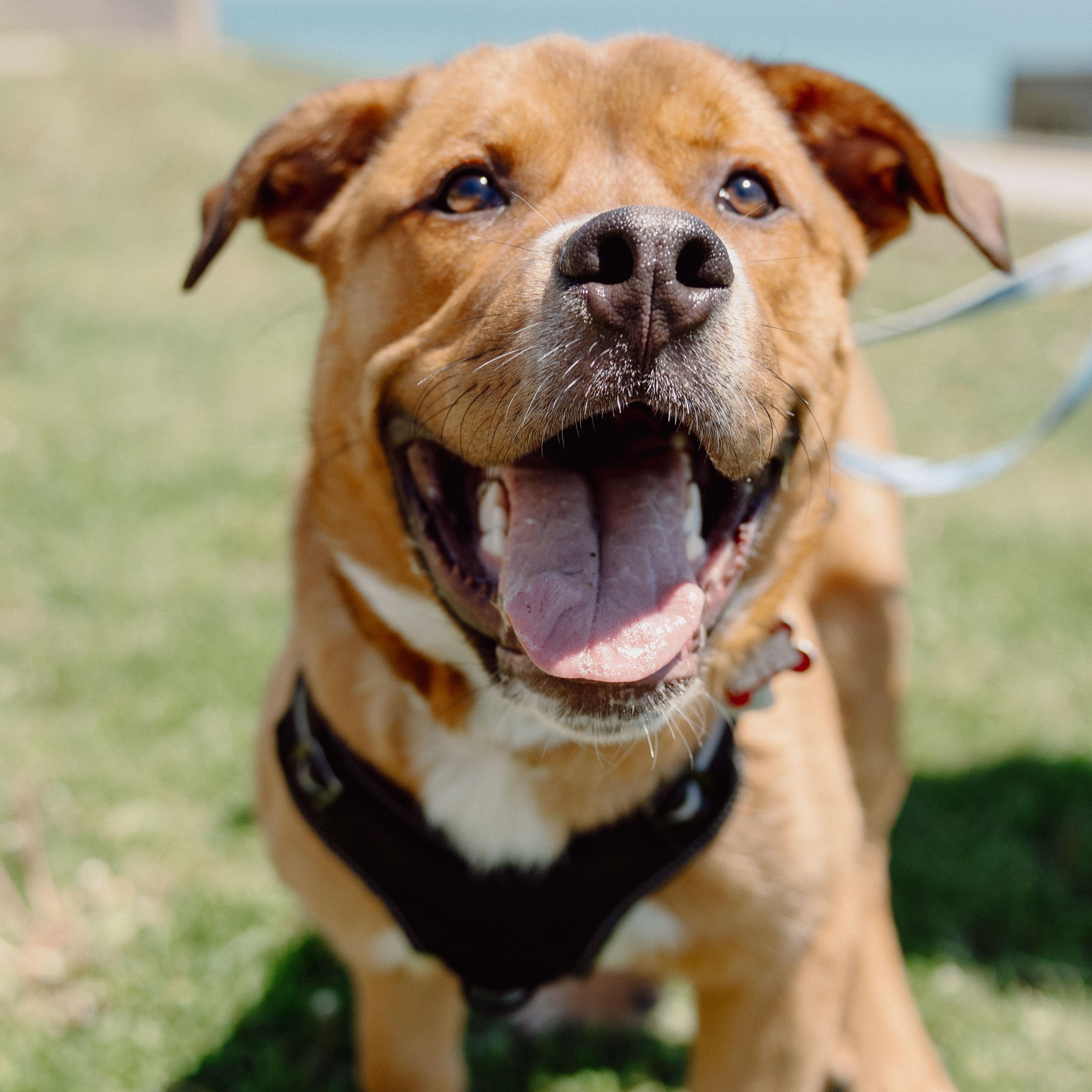 Kyle, a ADOPTABLE Mixed Breed in Mississauga, ON image 1/5