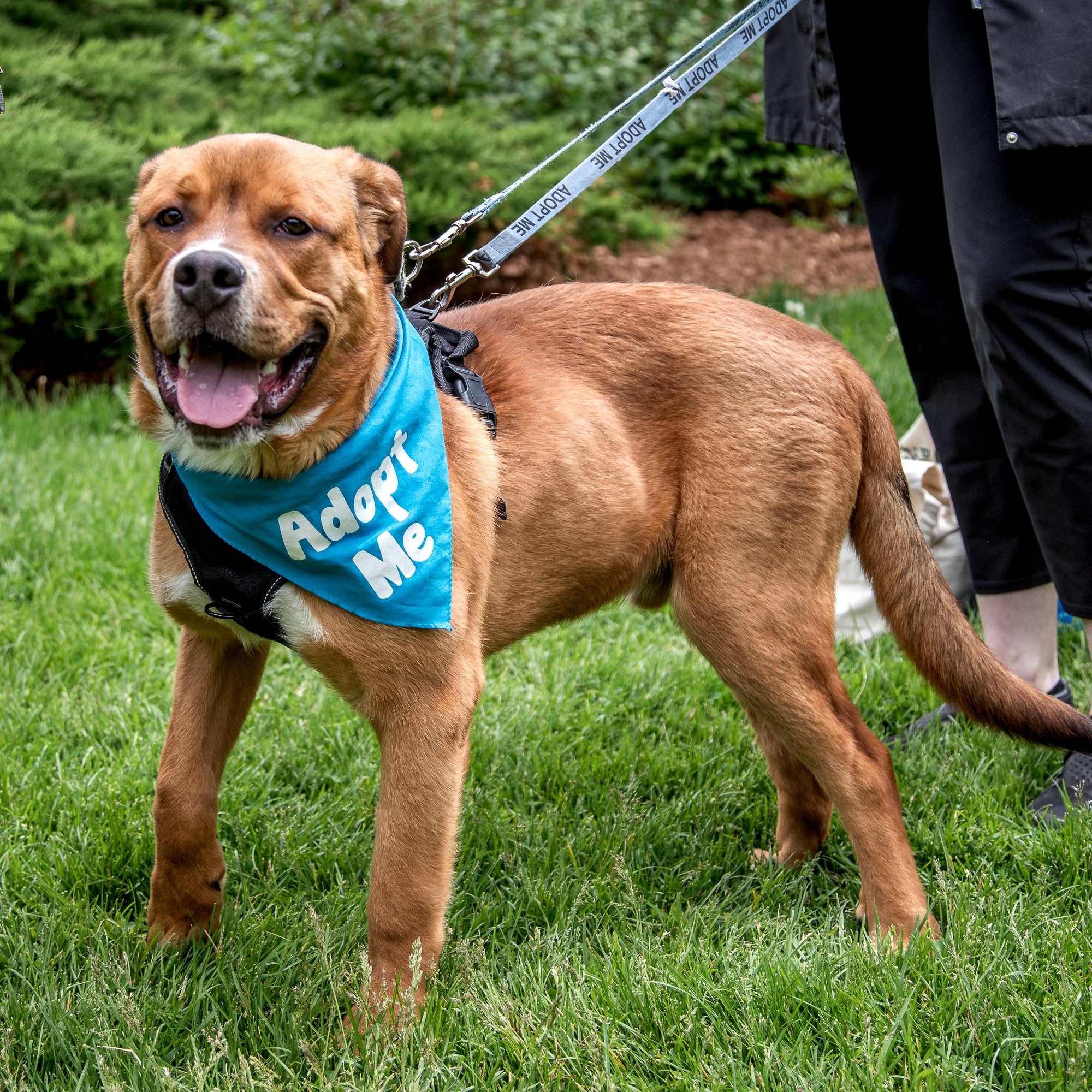 Kyle, a ADOPTABLE Mixed Breed in Mississauga, ON image 3/5