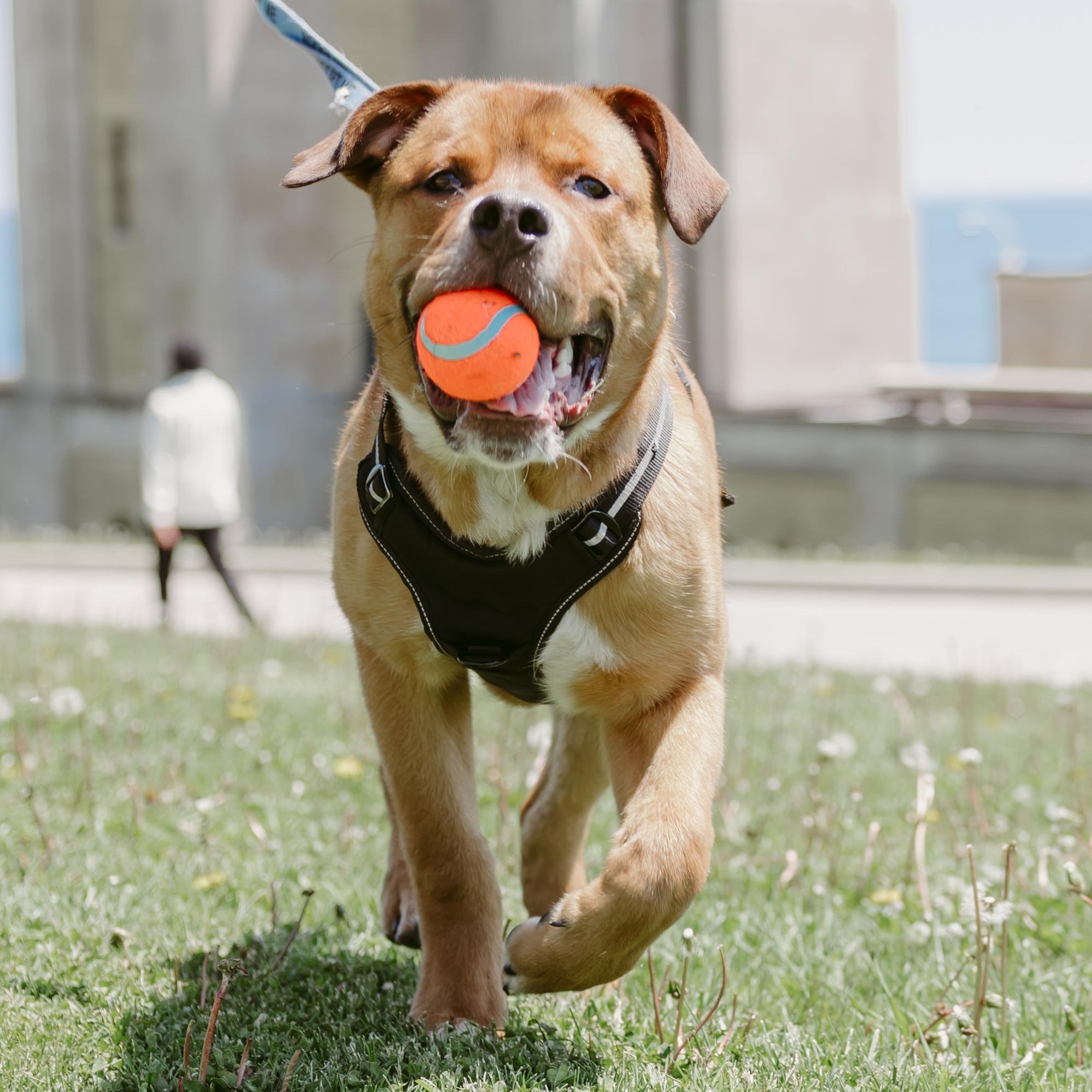 Kyle, a ADOPTABLE Mixed Breed in Mississauga, ON image 5/5