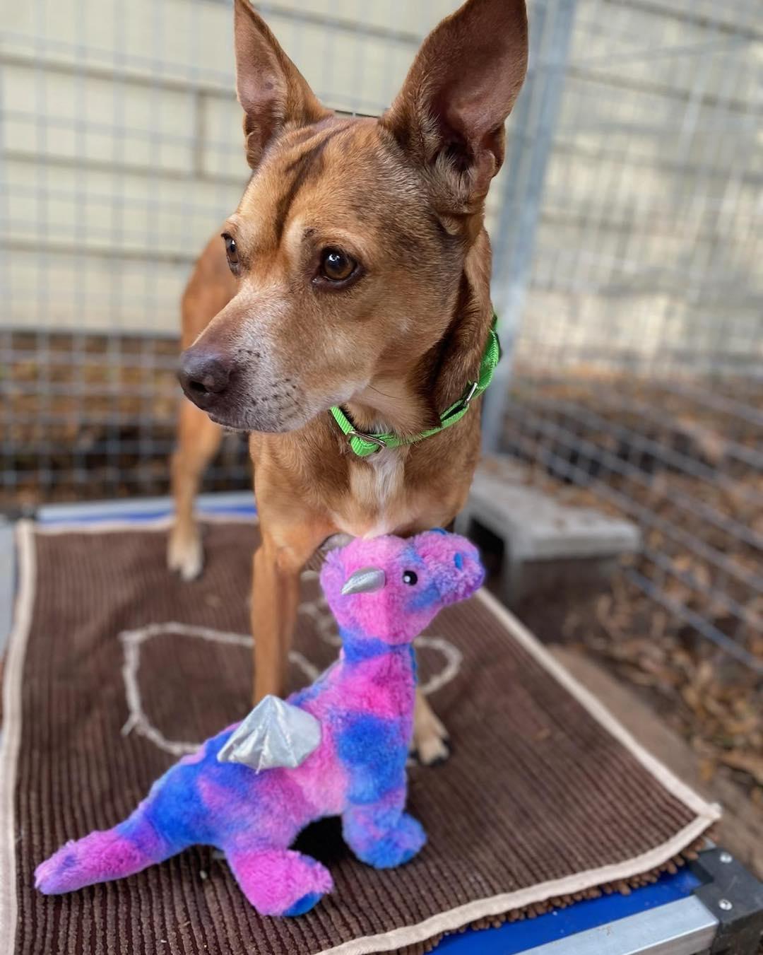 Enlarge Meadow, a ADOPTABLE mixed breed in Pawleys Island, SC image 2/2