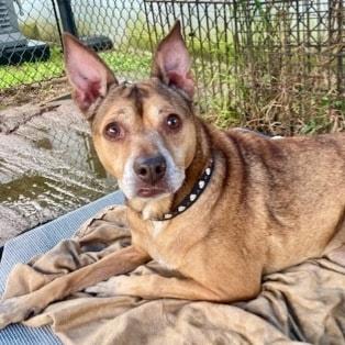 Enlarge Meadow, a ADOPTABLE mixed breed in Pawleys Island, SC image 1/2