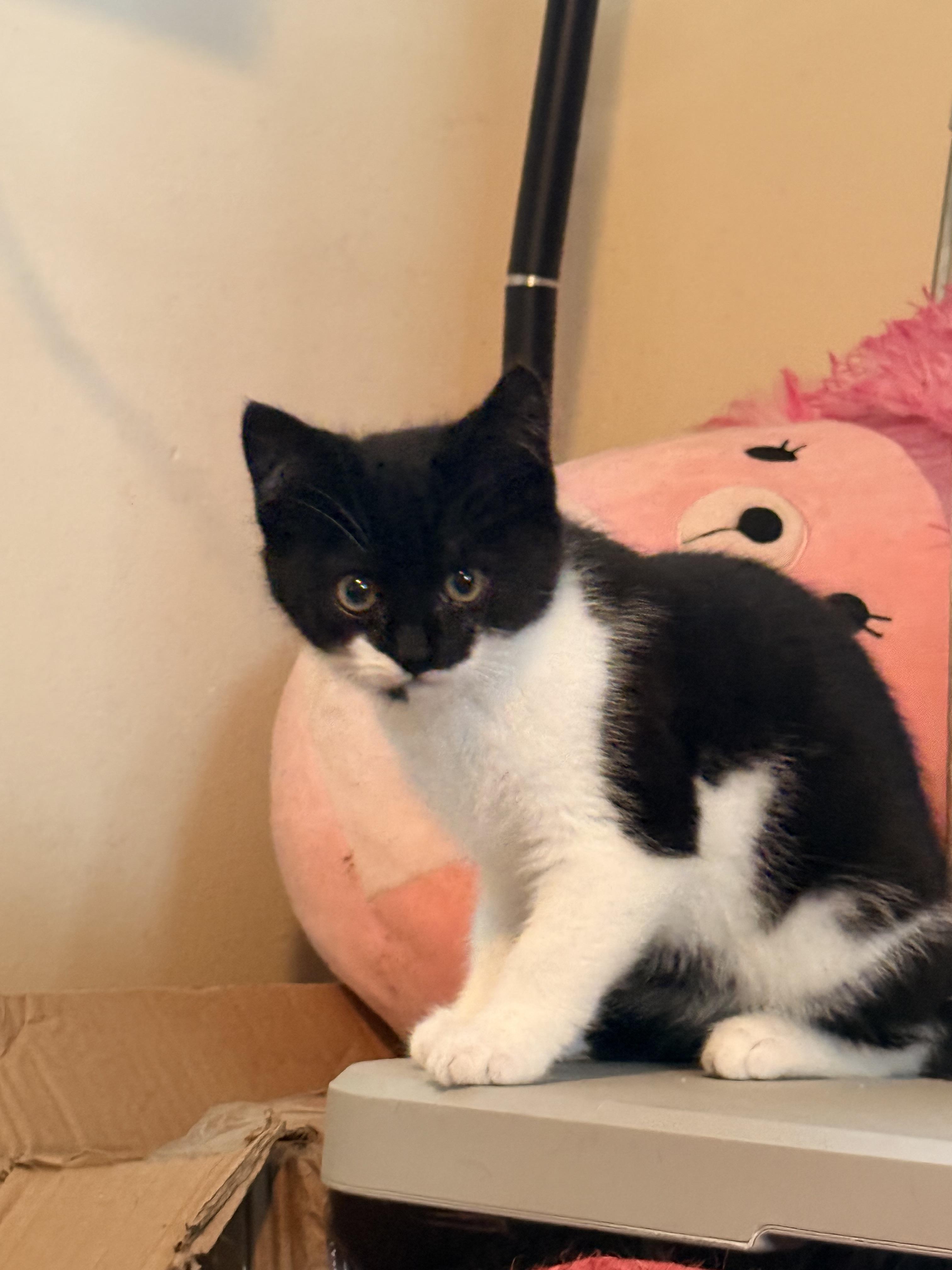 Peekaboo, adopted, Kitten Female Domestic Short Hair.