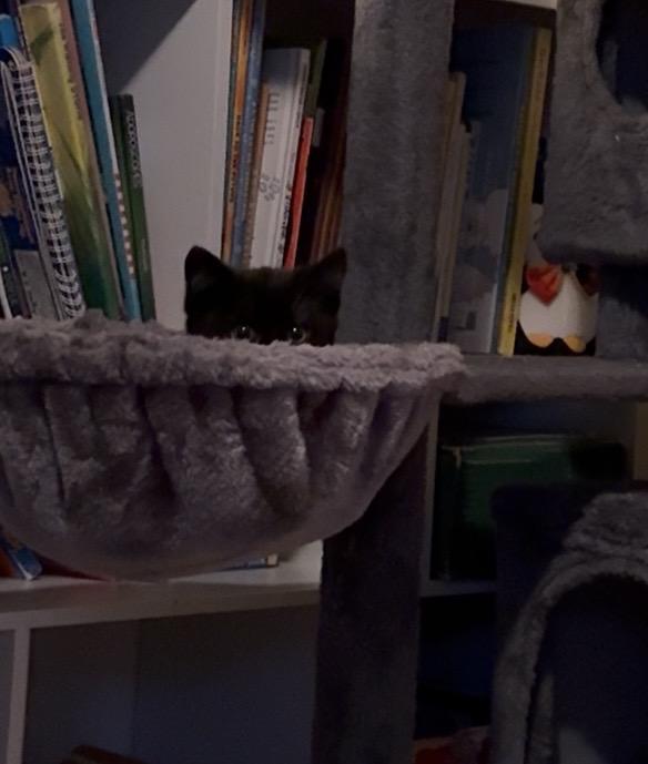 Enlarge Peekaboo, an adopted Domestic Short Hair in The Dalles, OR image 2/3