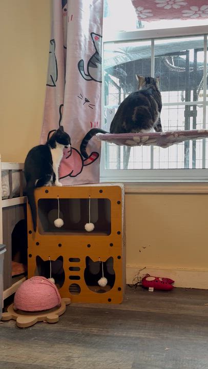 Enlarge Peekaboo, an adopted Domestic Short Hair in The Dalles, OR video 3/3